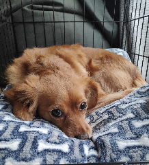 Suki