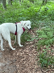 Stella
