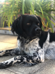 Pablo