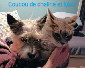 Chaline