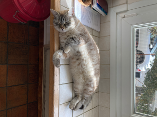 Minette