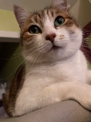 Ginger
