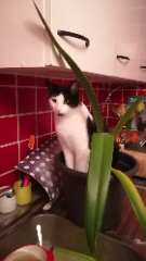 Tom