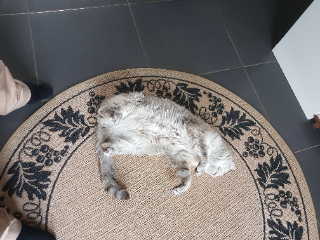 Bella