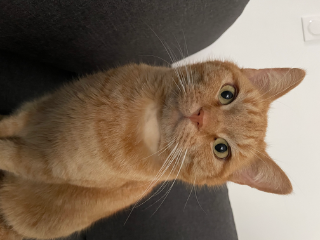 Caramel