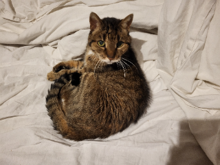 Tinka