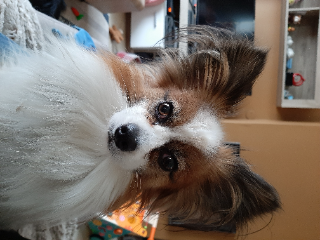 Pixie