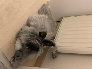 Pepper