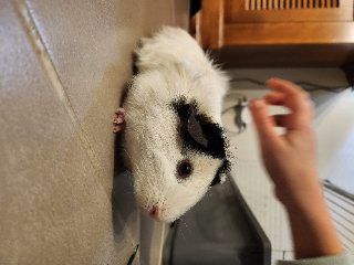 Coton