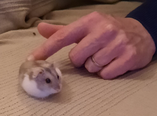 Pumbaaa