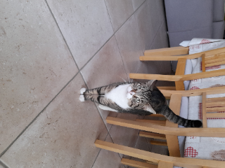 Pepper