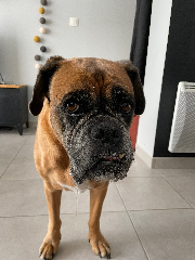 Nala