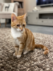 Gus