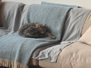Mo