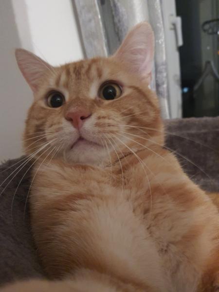 Simba