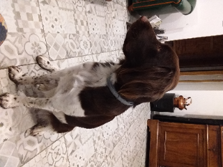 Sybelle