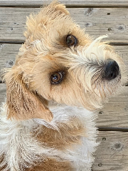 Oscar