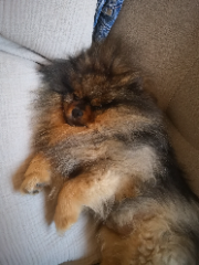 Yuki