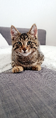 Twix
