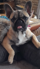 TAÏGA