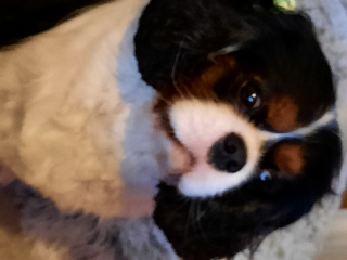 Paddy