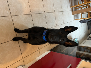 Tigrou