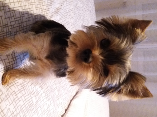 Olympe