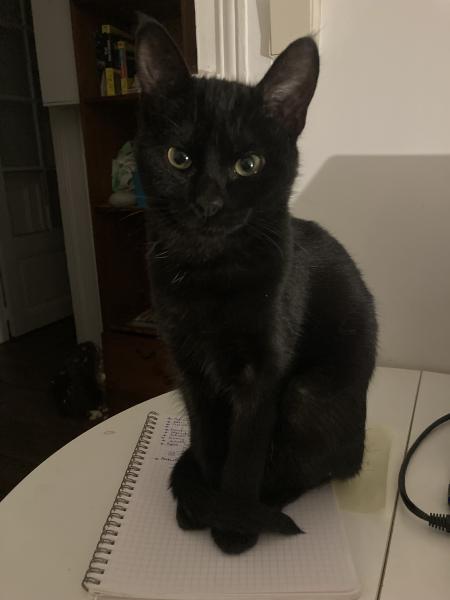 Maya