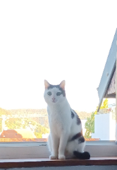 Kahlessi