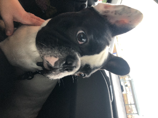 marley