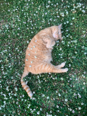 Garfield