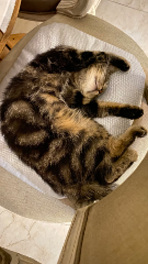 Tina