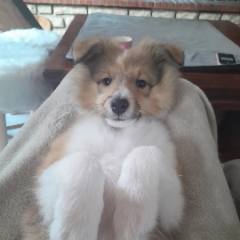Tara