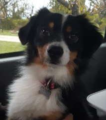 MAYA