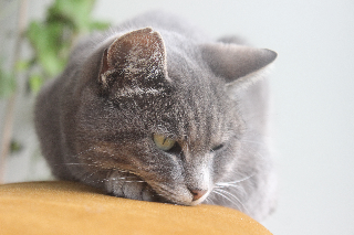 Petula