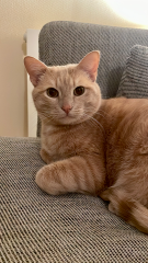 Ron