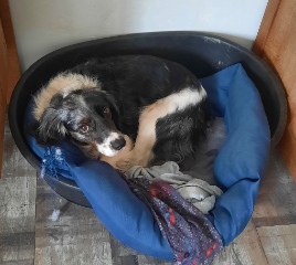 Kaya