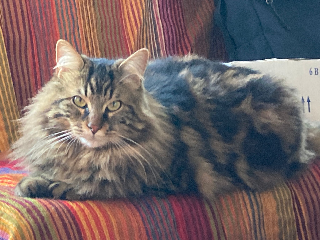 Saullie