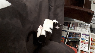 SPOKIE