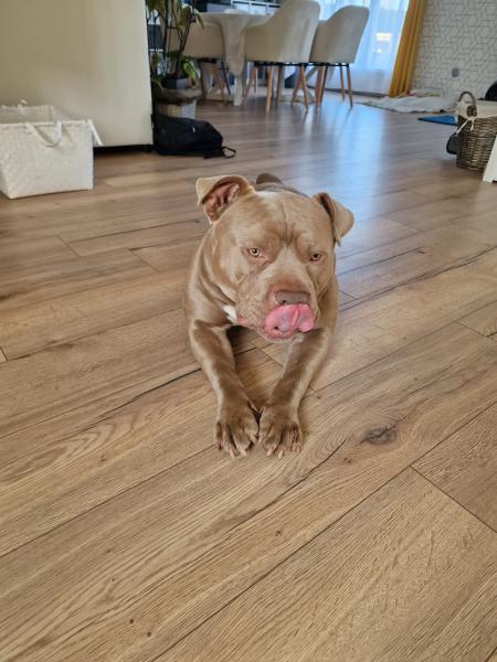 bou
