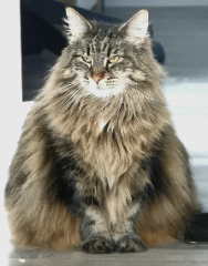 Hélia