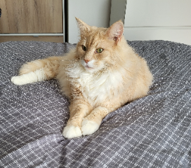 Marius
