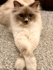 Sesame