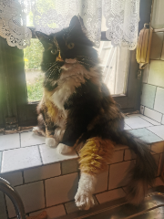 HUTCH