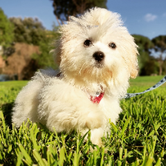Gigi