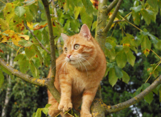 Mingus