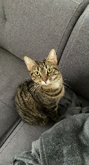 Nalla