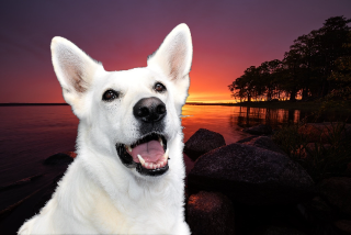 maïko