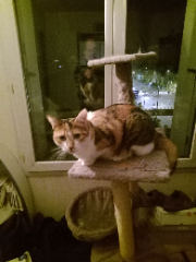 Croquette