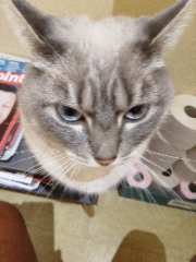 Minette